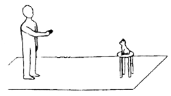 Cat.gif (5706 bytes)