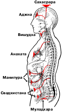 Chakras.gif (28731 bytes)
